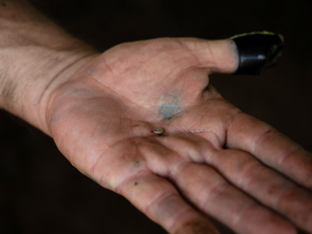 Cases of flesh-eating screwworms increase 53% in Mexico: Report | Agriculture News