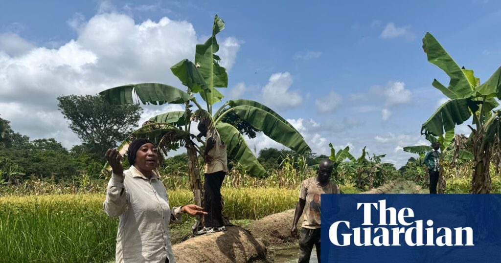 Growing pains: can rice production in Africa keep up with demand? | Africa