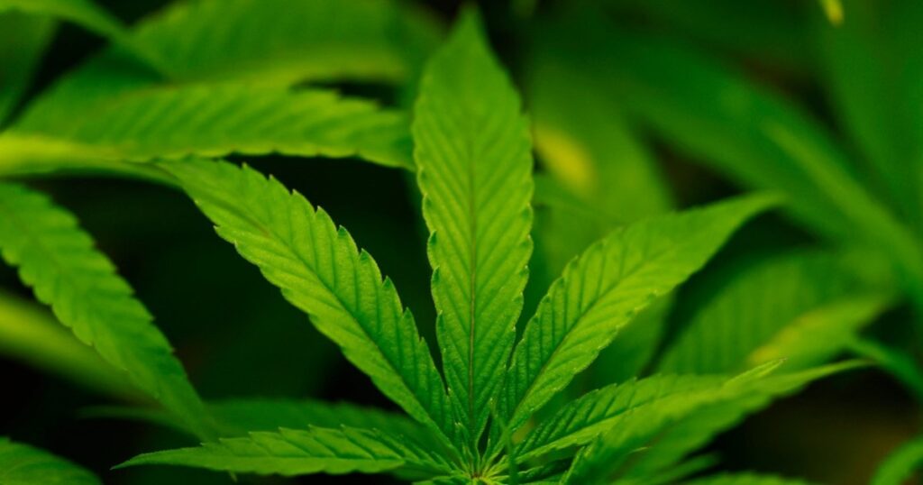 Trump says he may reclassify cannabis as less dangerous drug | Drugs News