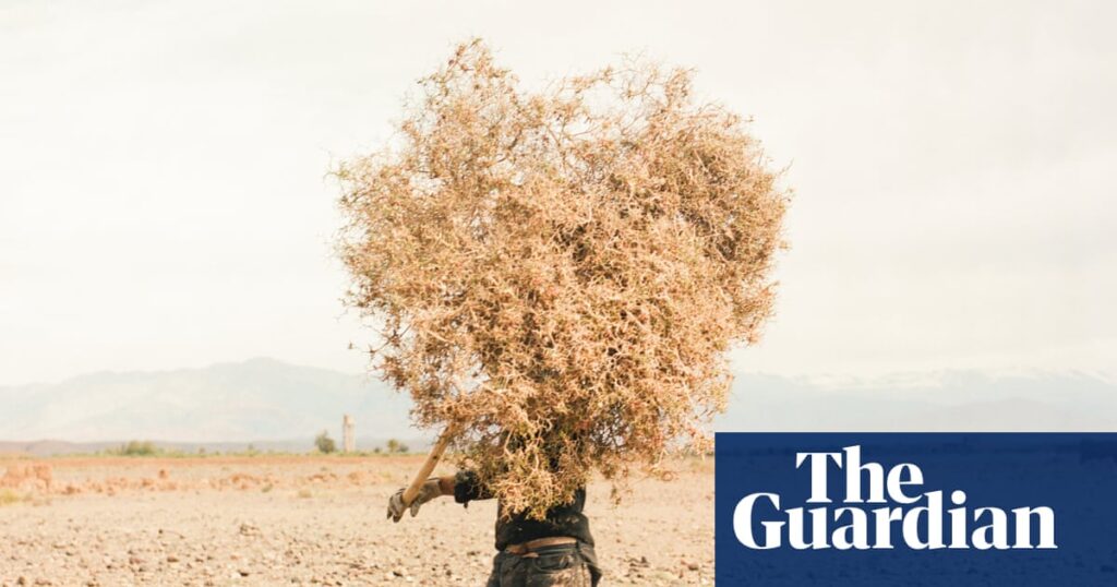 Where camels die of thirst: Morocco’s oasis emergency – in pictures | Art and design