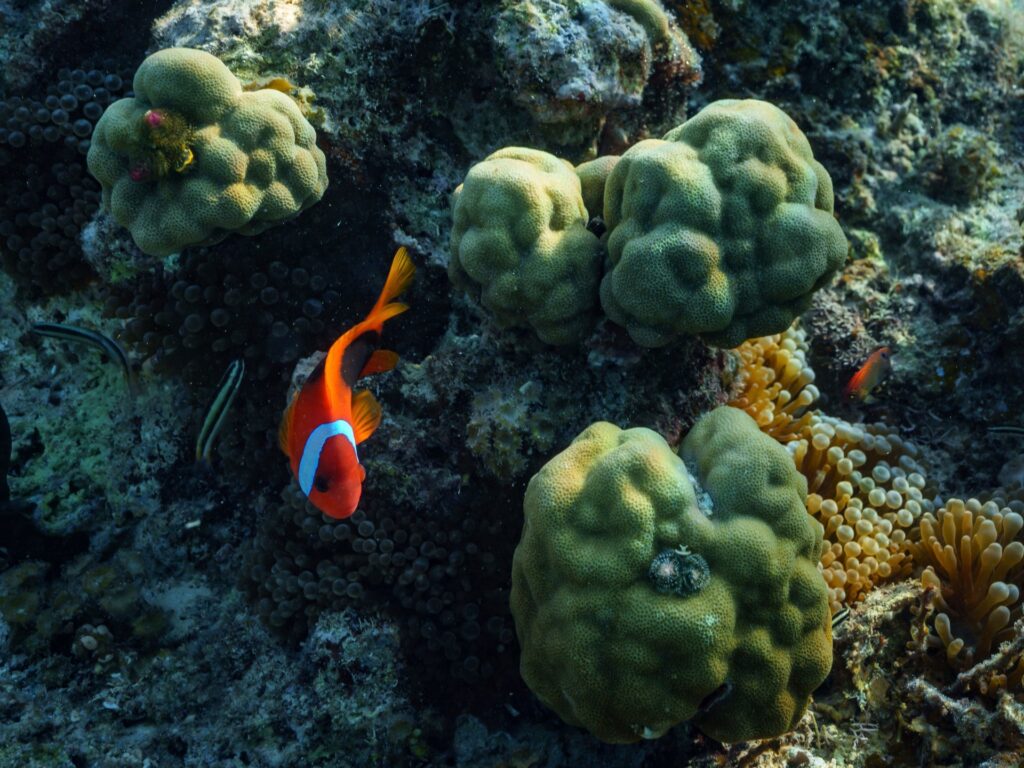 First treaty to protect marine life in high seas to take effect in January | Climate Crisis News