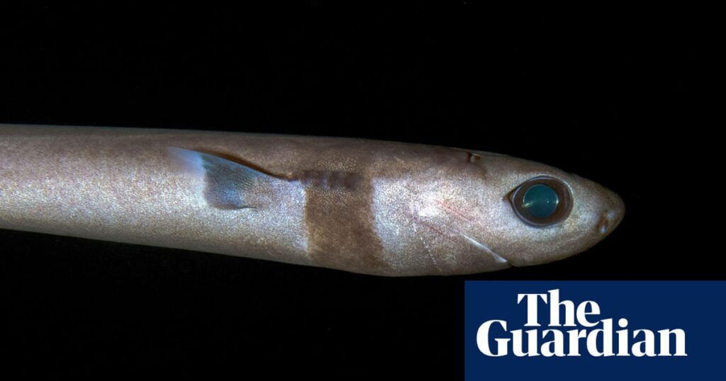 I’m obsessed with deep-sea sharks: I felt intrigued by how strange they looked | Sharks