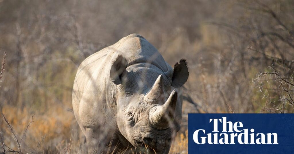 Namibia deploys army to fight wildfire burning third of Etosha game reserve | Namibia