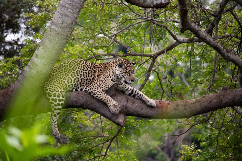 Video: Jaguar numbers rise in Mexico amid threats of extinction