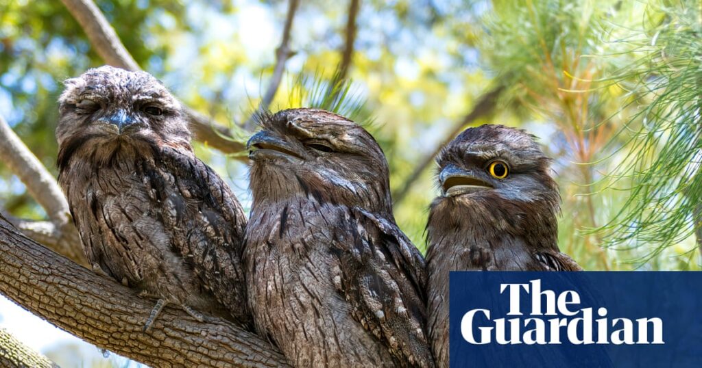 Australian bird of the year enters final countdown as top 10 finalists vie to win 2025 poll | Australian bird of the year 2025