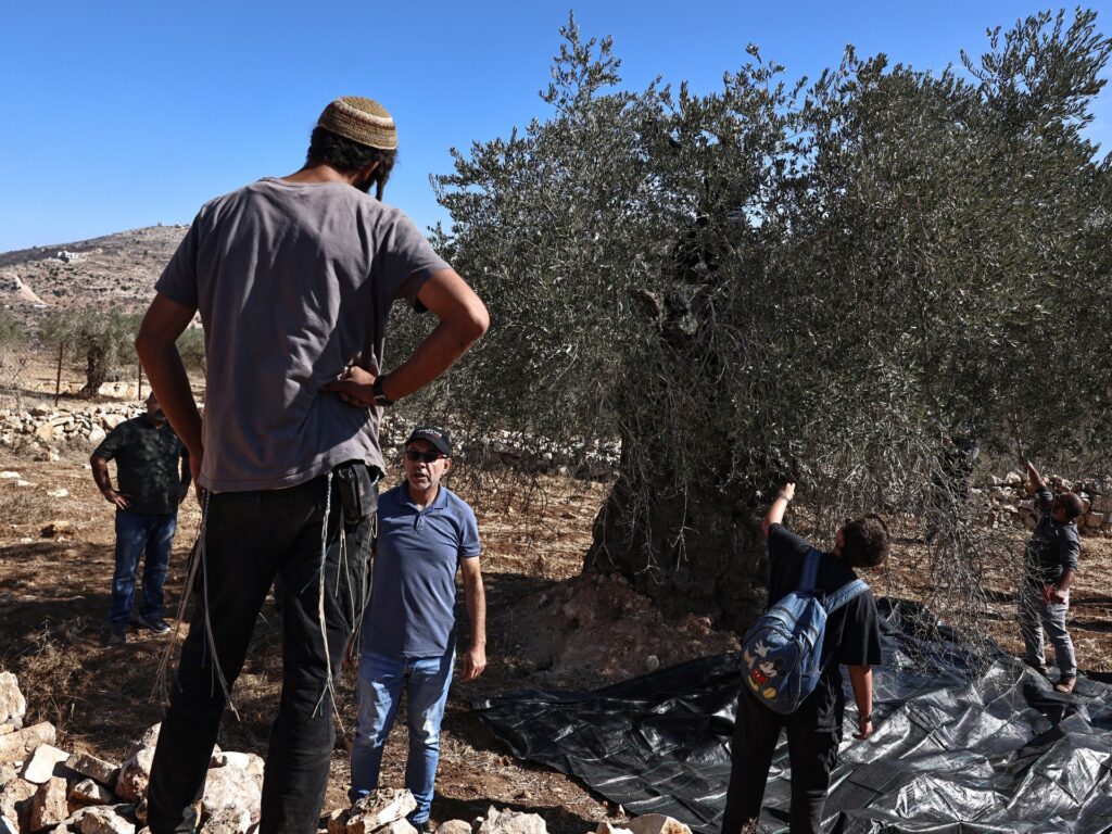Israeli army, settlers target Palestinian olive harvesters in West Bank | Israel-Palestine conflict News Israeli army, settlers target Palestinian olive harvesters in West Bank | Israel-Palestine conflict News
