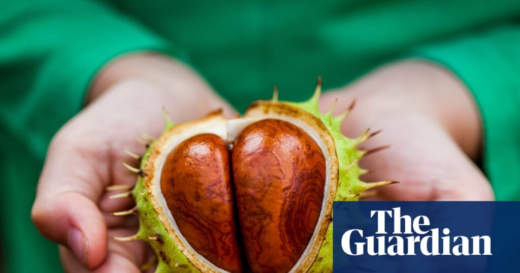 ‘Nature’s Labubu’: why are gen Z ‘unboxing’ conkers? | TikTok
